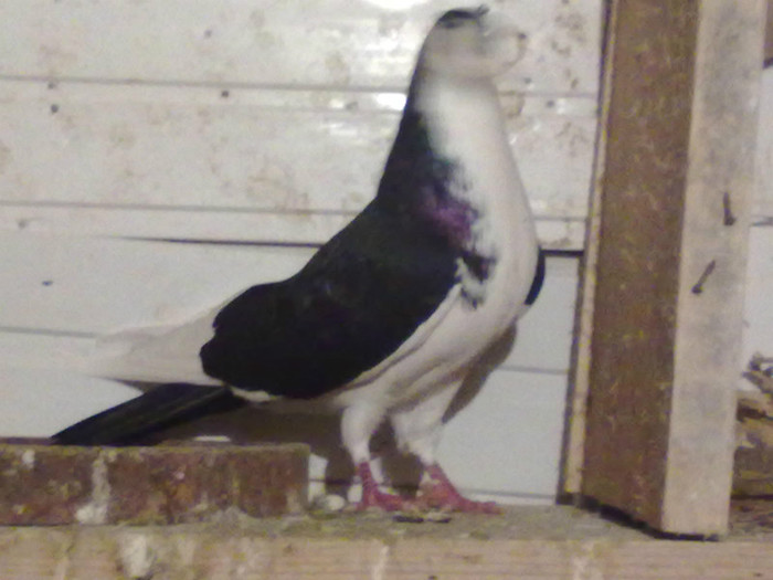 02102009281 - galateni masculi poze noi 15 noiembrie