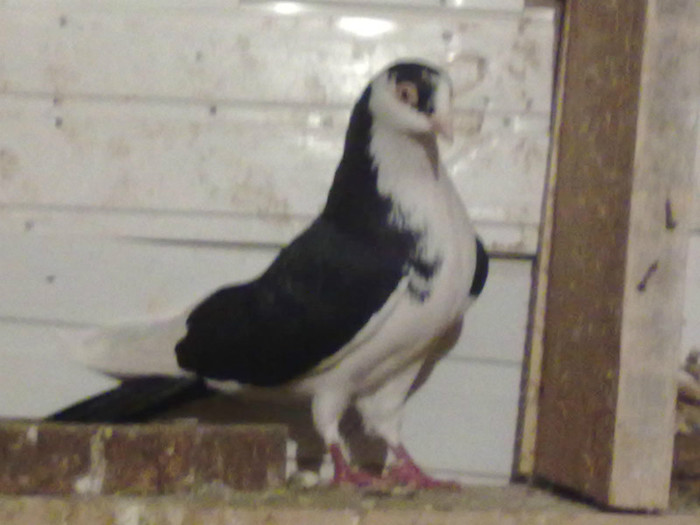 02102009282 - galateni masculi poze noi 15 noiembrie