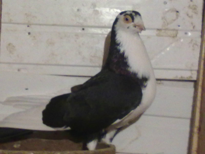 02102009272 - galateni masculi poze noi 15 noiembrie