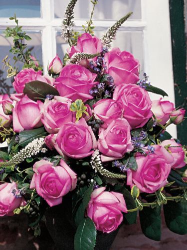 history - Achizitii toamna 2012