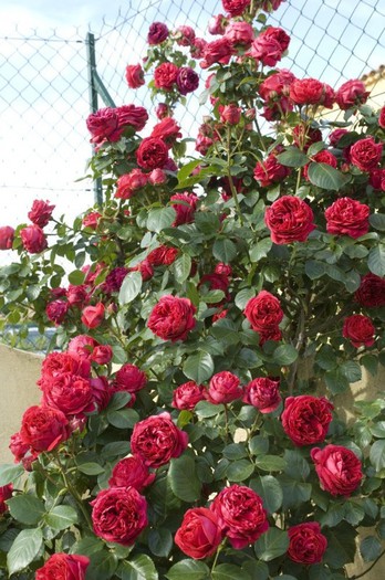 trandafir-catarator-eric-tabarly-1