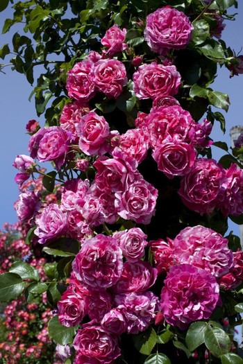 trandafir-catarator-ines-sastre-1 - Achizitii toamna 2012