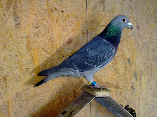 M8. RO 08 CARAGEA I.=TATA LA LOC 1 AS FOND TINERET JUD.FCPR 2013