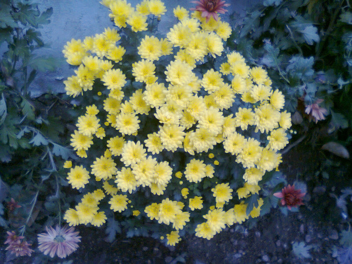 Fotografie1351 - Crizanteme-tufanici