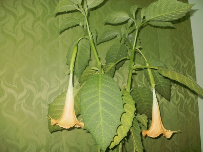 - Plante