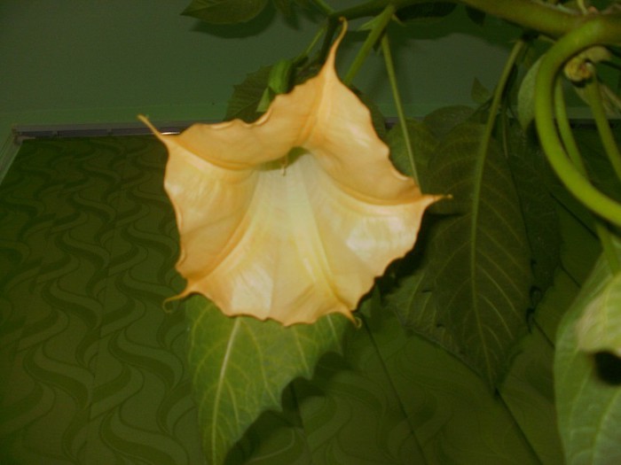  - Plante