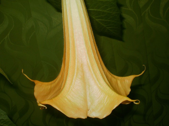  - Plante