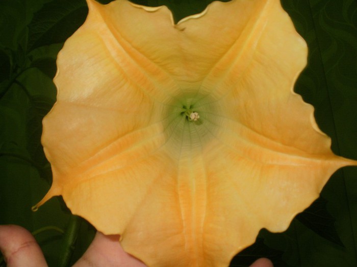  - Plante