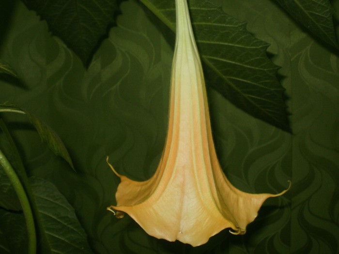  - Plante