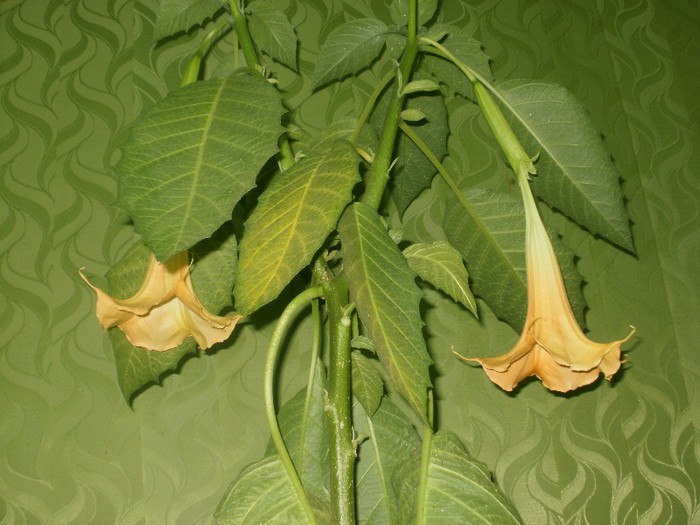  - Plante