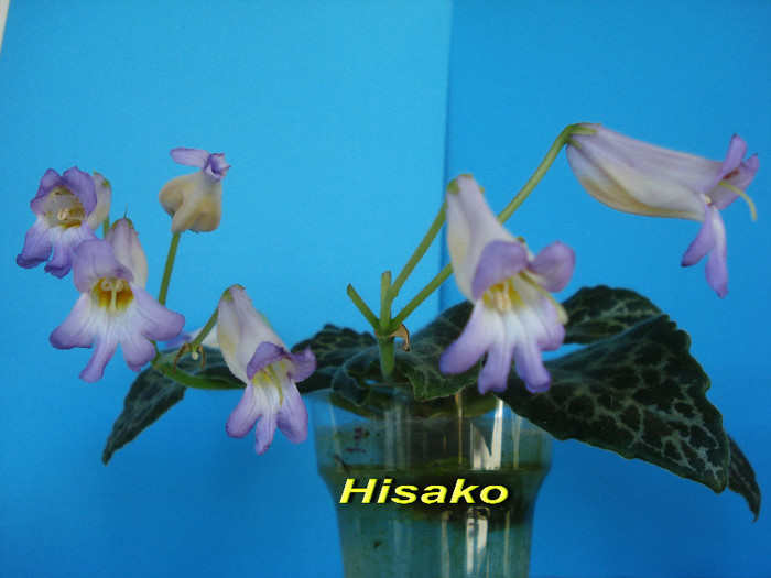 Hisako (10-X-2012) - Chirite-Primuline