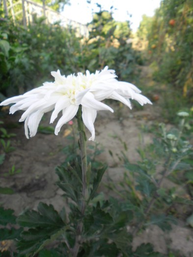 crizanteme 9 - CRIZANTEME