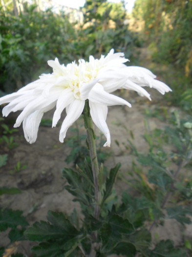 crizanteme 10 - CRIZANTEME