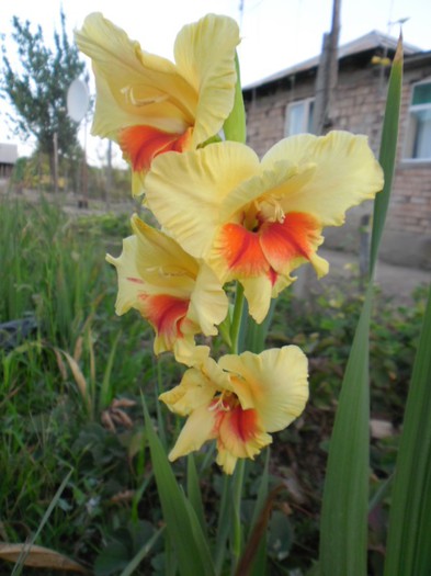 gladiole 1 - GLADIOLE 2012