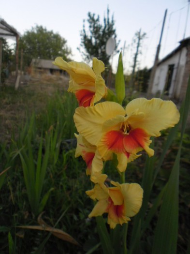 gladiole 2 - GLADIOLE 2012