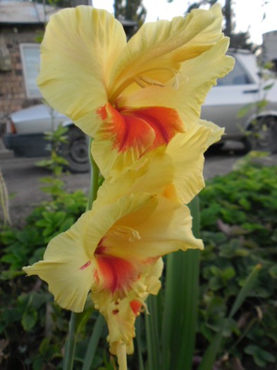 gladiole 3 - GLADIOLE 2012