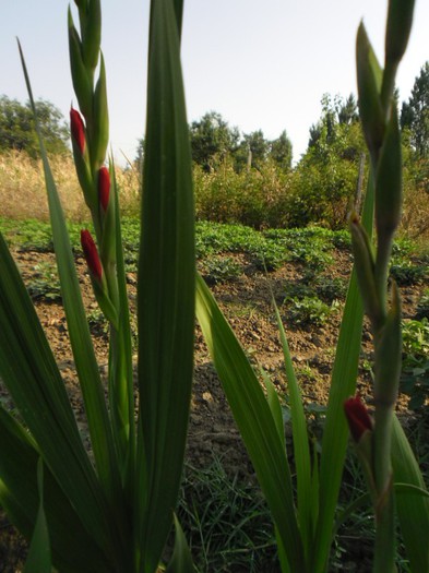 gladiole 5 - GLADIOLE 2012