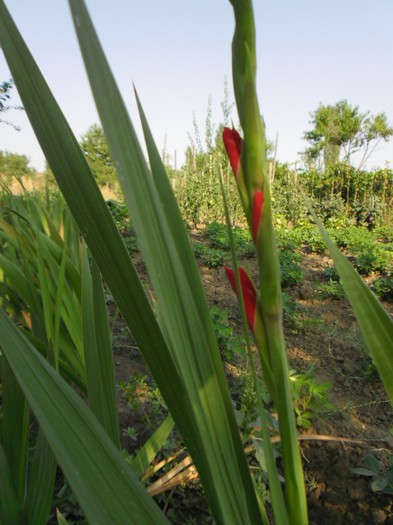 gladiole 6