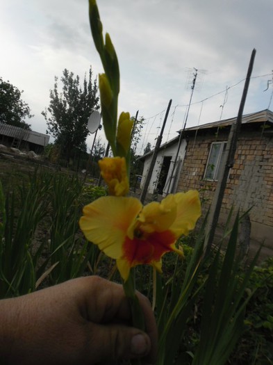 gladiole 7 - GLADIOLE 2012