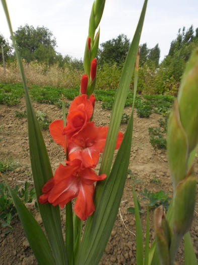 gladiole 8 - GLADIOLE 2012