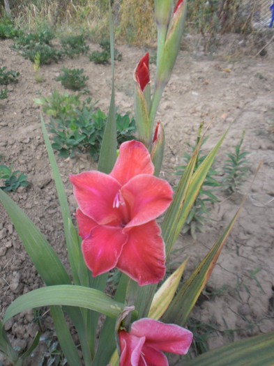 gladiole 9 - GLADIOLE 2012