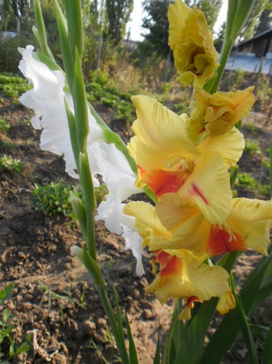 gladiole 11