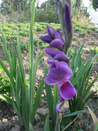 gladiole 12