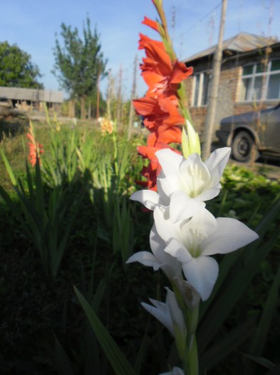 gladiole 17 - GLADIOLE 2012