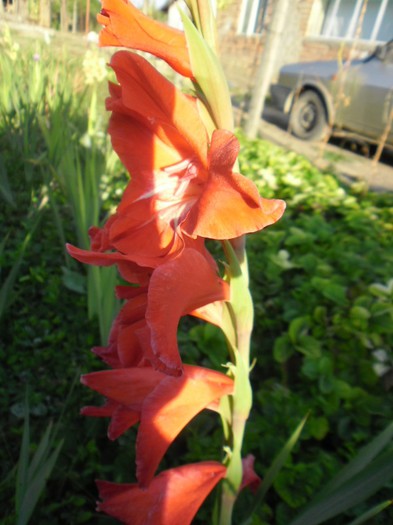 gladiole 18 - GLADIOLE 2012