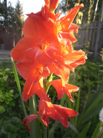 gladiole 20 - GLADIOLE 2012