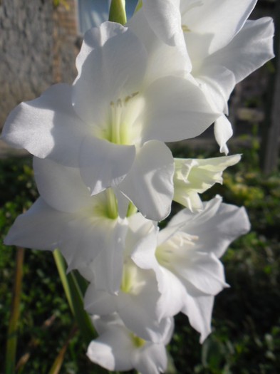 gladiole 22