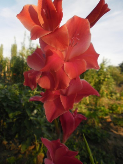 gladiole 24 - GLADIOLE 2012