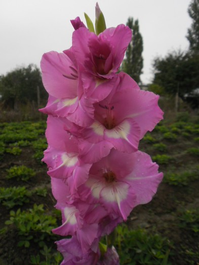 gladiole 25