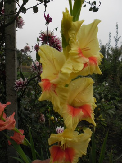 gladiole 26 - GLADIOLE 2012