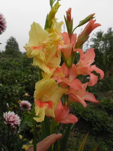 gladiole 27 - GLADIOLE 2012