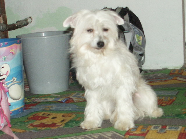 chienese crested dog; xiu 1 an si 4 luni
