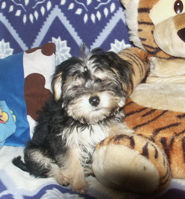 yorky-maltese; mascul 10 saptamni
