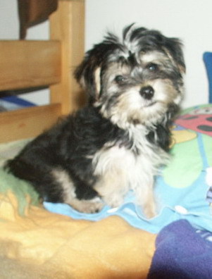 yorky-maltese - Alti catei si animale