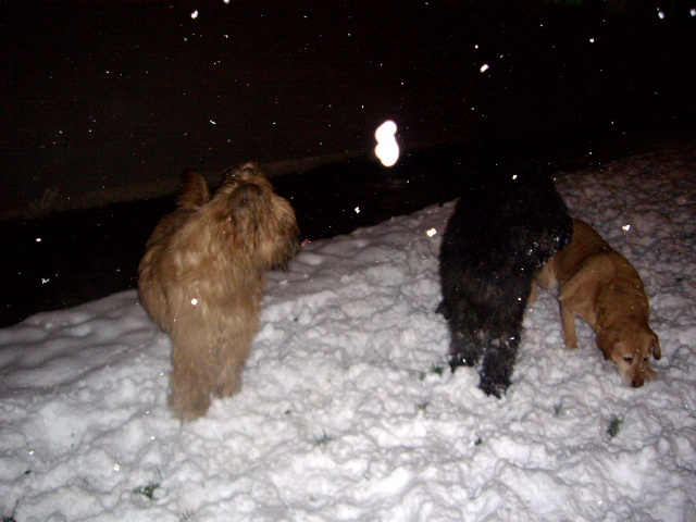 YVO; cu mama si bonny (Labrador)
