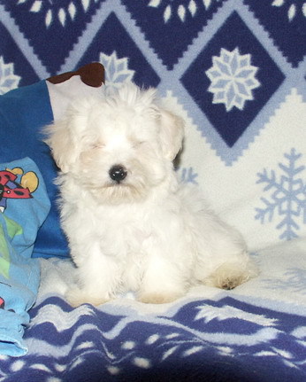 Bichon Maltese; Fetita 11 sapt
