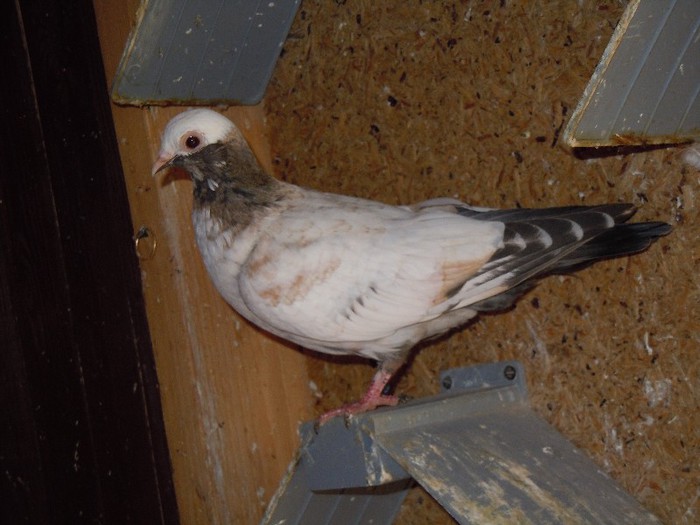 DSCN8018 - cap de frare