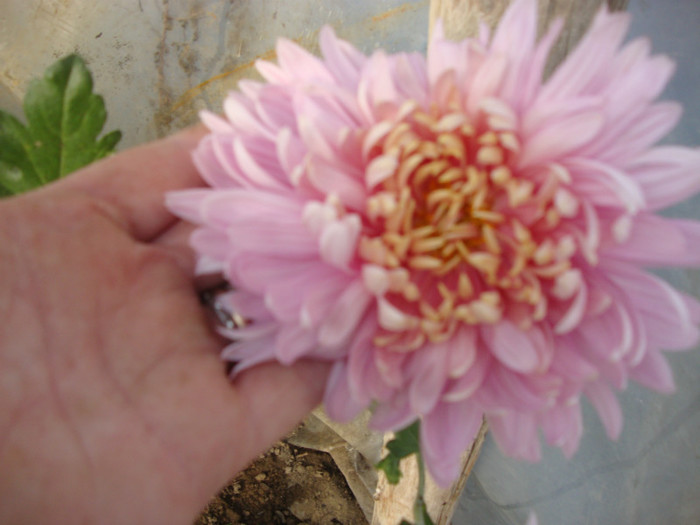 DSC01534