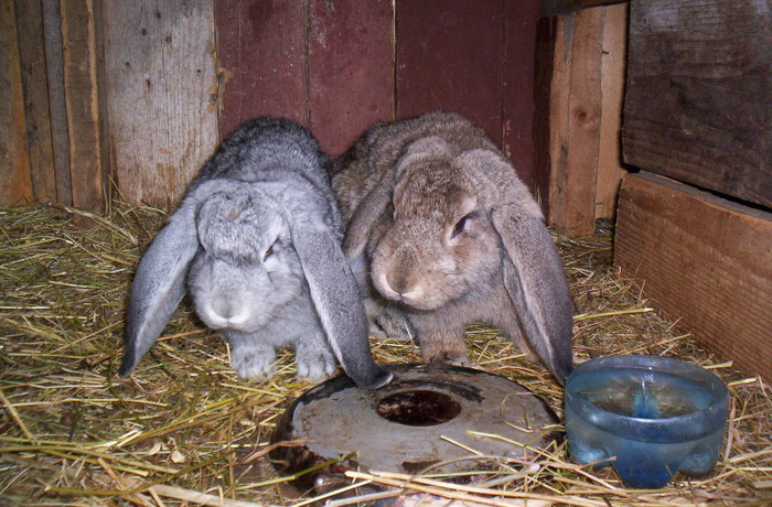 Femele berbec - iepuri pentru 2013