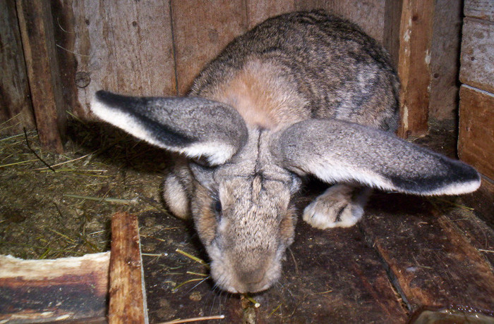 urias german femela - iepuri pentru 2013