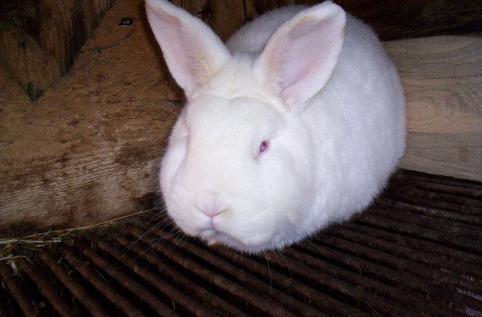 neozeelandez mascul; 1 an
