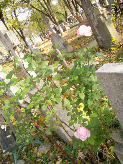 PIC_0152 - Cimitirul evanghelic lutheran