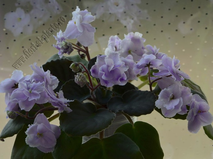 Saintpaulia Tranquillity; 2012
