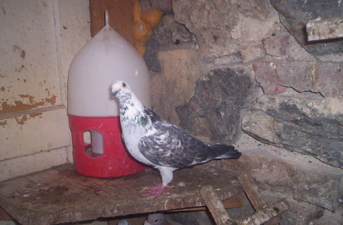 100_2570  ,F 2010; vanduta
