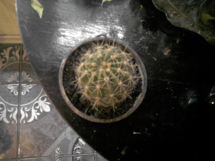Echinopsis de la crisu89