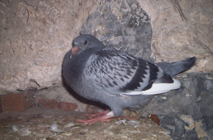 100_2585 pui de 3 saptamani F. 13 lei; vandut
